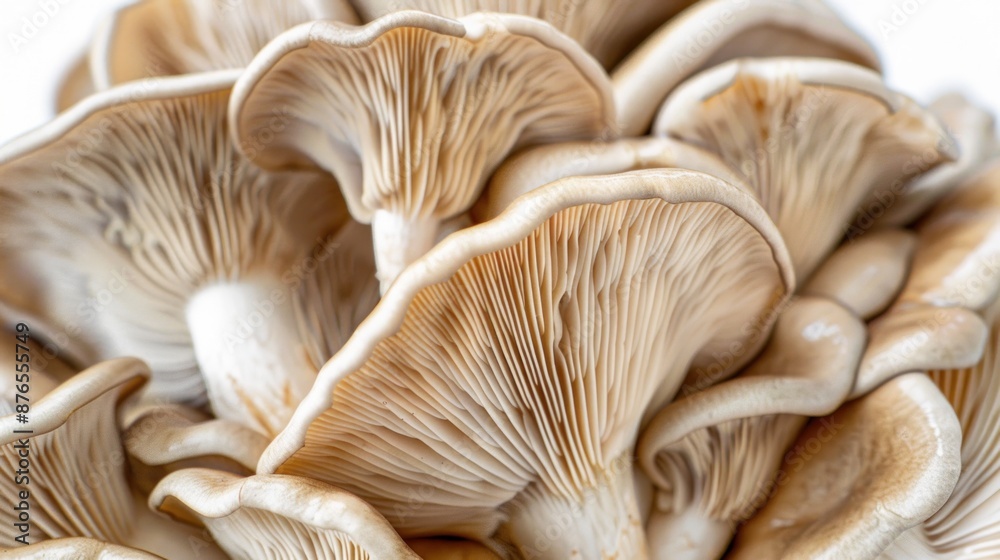 Close-up of Oyster Mushrooms Close-up of Oyster Mushrooms