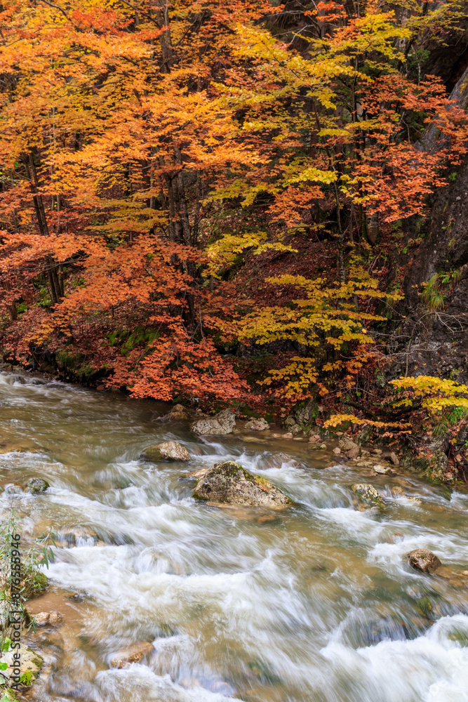 Europe, Romania. Bicazului Gorges, and Red Lake region. Fall color along the raging river. Europe, Romania. Bicazului Gorges, and Red Lake region. Fall color along the raging river.