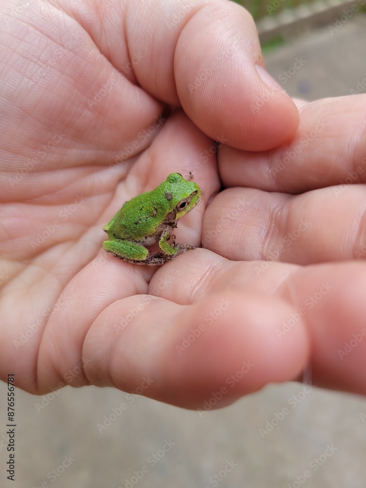 frog in hand frog in hand