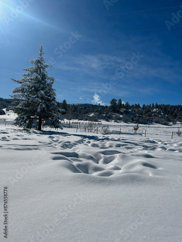 winter landscape with snow covered trees