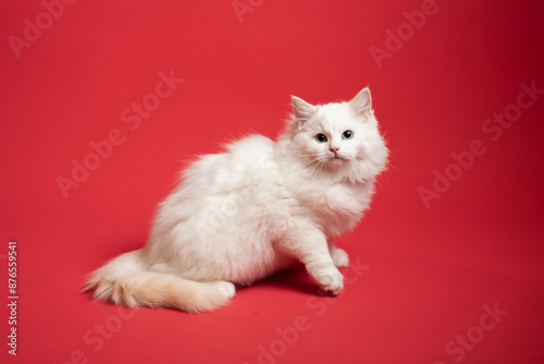 Sesión de fotos en estudio para gatos raza Ragdoll 
