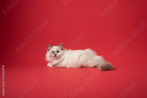 Sesión de fotos en estudio para gatos raza Ragdoll 