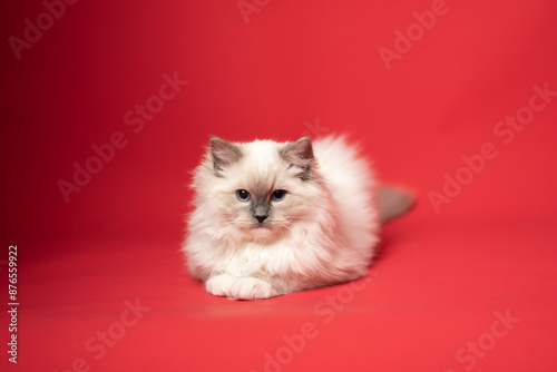 Sesión de fotos en estudio para gatos raza Ragdoll 