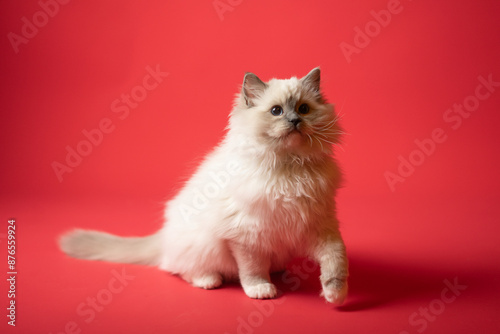 Sesión de fotos en estudio para gatos raza Ragdoll 