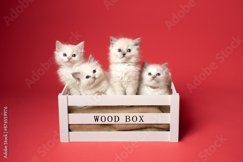 Sesión de fotos en estudio para gatos raza Ragdoll 