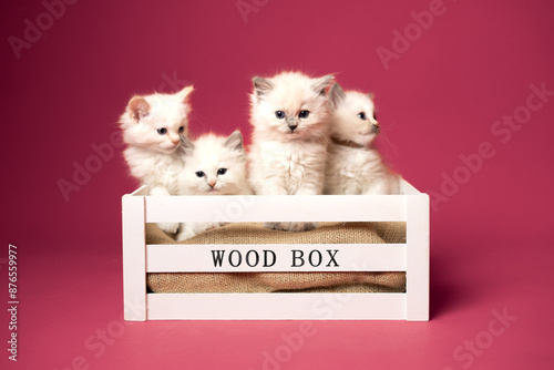 Sesión de fotos en estudio para gatos raza Ragdoll 