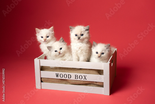 Sesión de fotos en estudio para gatos raza Ragdoll 