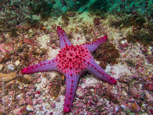 Blue and red panamic cushion star (Pentaceraster cumingi) near Malapascua Island, Philippines. Underwater photography and travel. photo