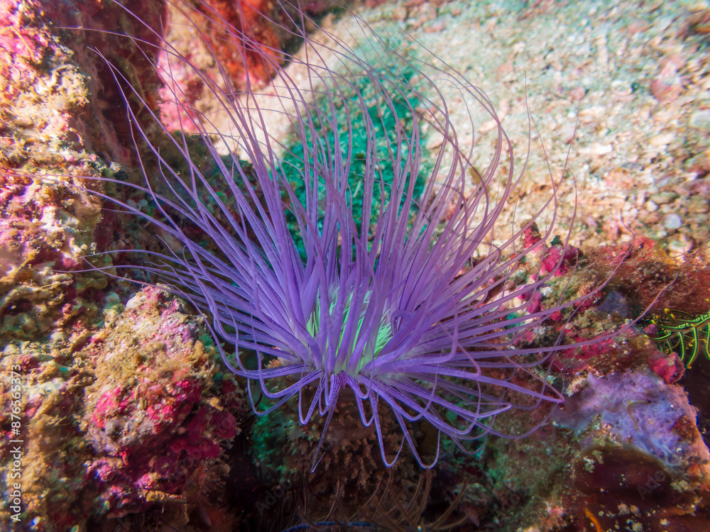 Obraz premium Purple tube-dwelling anemone on coral reef near Malapascua, Philippines. Underwater photography and travel.