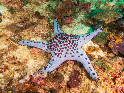 Panamic cushion star (Pentaceraster cumingi) near Malapascua Island, Philippines. Underwater photography and travel. photo