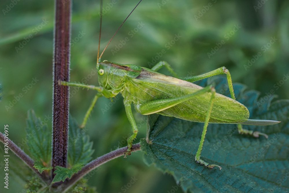 Tettigonia viridissima - a species of straight-winged insect from the grasshopper family Tettigoniidae. It occurs in Europe, Asia and northern Africa. Particularly common in Central Europe. Close-up Tettigonia viridissima - a species of straight-winged insect from the grasshopper family Tettigoniidae. It occurs in Europe, Asia and northern Africa. Particularly common in Central Europe. Close-up
