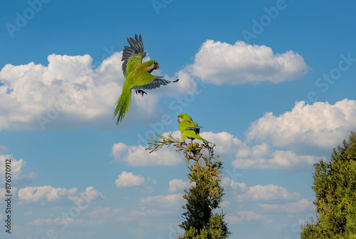 Green parrot Myiopsitta monachus, these parrots were photographed in Andalusia, Spain