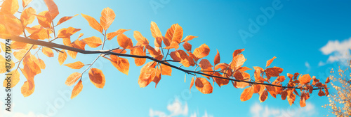 Autumn banner.  Branch with yellow leaves against a clear blue sky. Background for Design photo