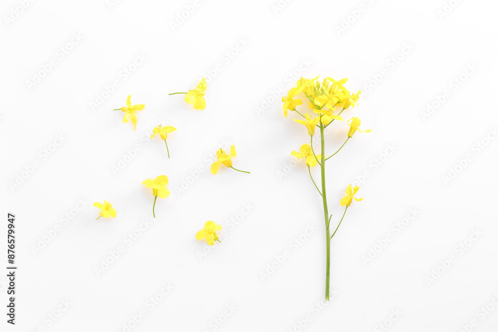 Beautiful yellow rapeseed flowers on white background, flat lay Beautiful yellow rapeseed flowers on white background, flat lay