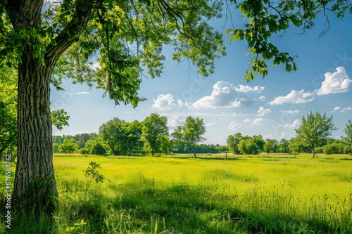 Landscape in summer with trees and meadows in bright sunshine photo