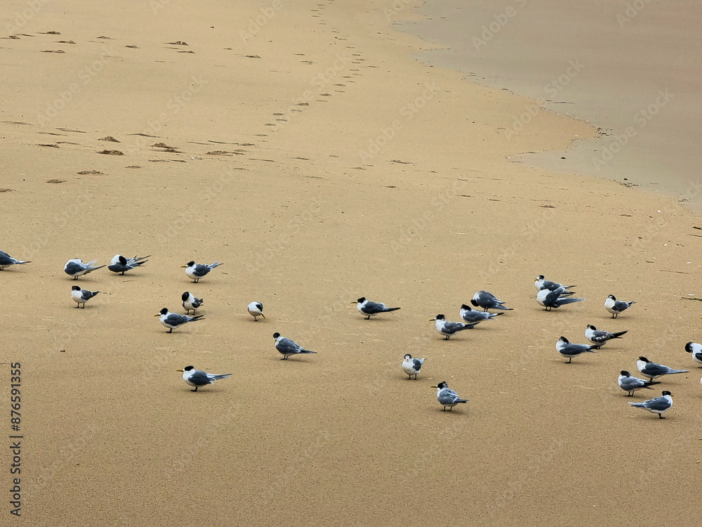 A flock of crested terns (Thalasseus bergii) At a Deserted Nobbys Beach Newcastle New South Wales on a Cold Winter's Day.