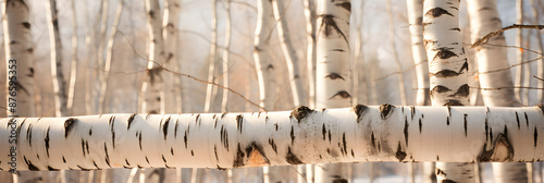 Detail View of a Birch Tree in a Forest Setting: A Study of Nature's Patterns photo