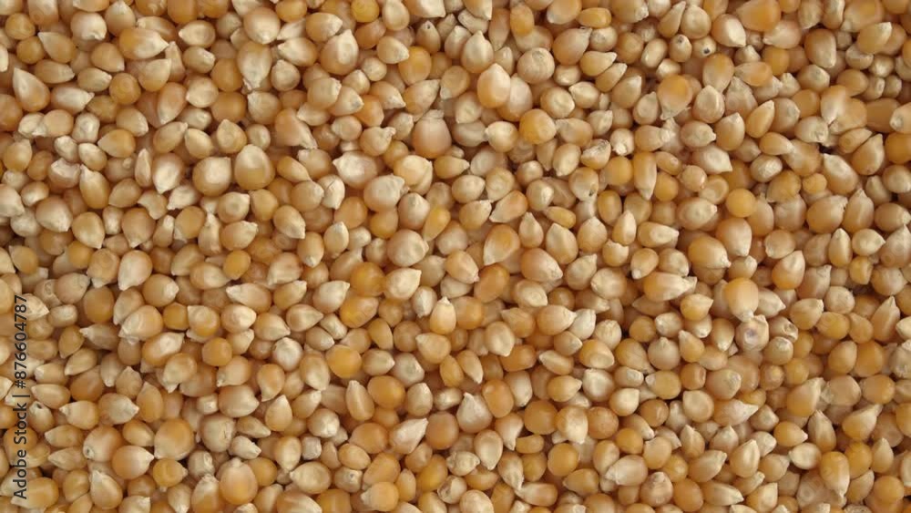 Close up on raw popcorn grains rotating, overhead view of many popcorn grains filling the screen. Close up on raw popcorn grains rotating, overhead view of many popcorn grains filling the screen.