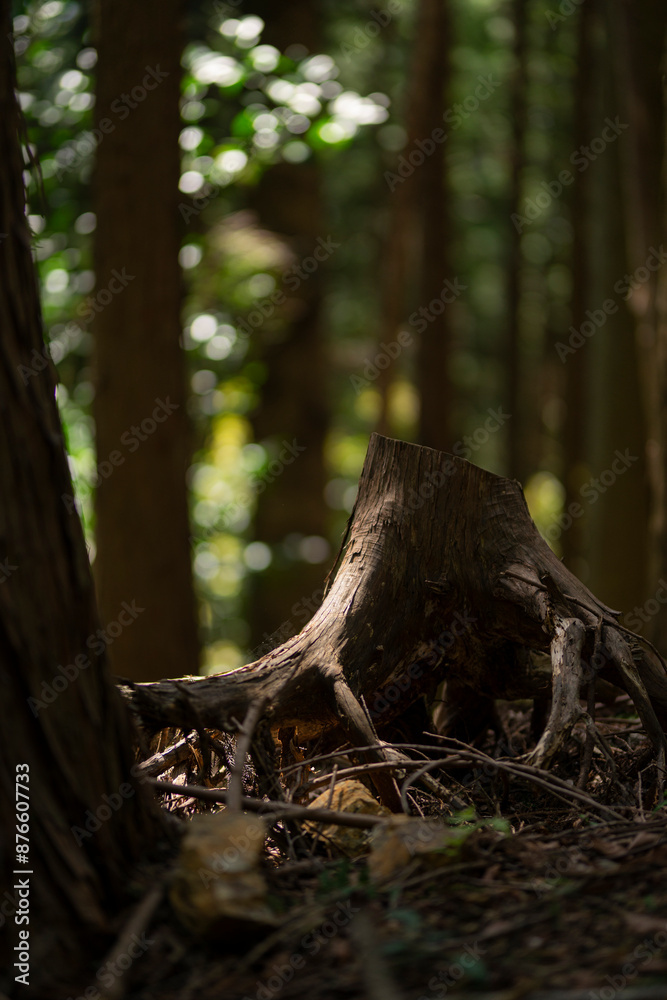 Obraz premium 森の中の切り株