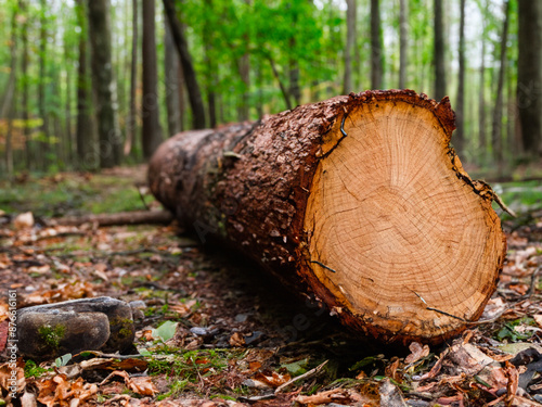 a pile of wood in forest. close up