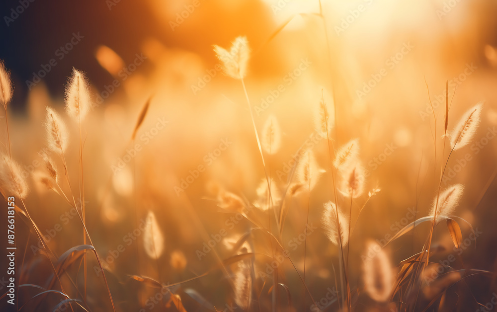 Beautiful grass flower in the field at sunset. Nature background. Beautiful grass flower in the field at sunset. Nature background.