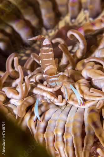 Magnificent anemone shrimp (Ancylomenes magnificus) on an anemone.  Underwater photography and travel. photo