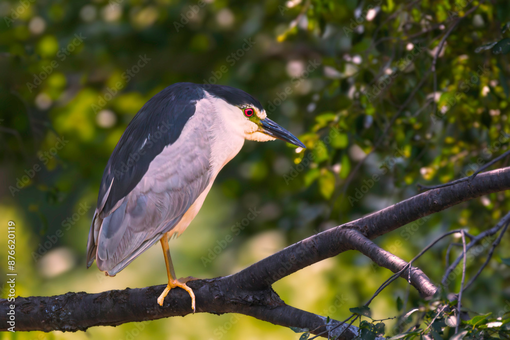Fototapeta premium a black crowned Night Heron bird perched up in a tree branch
