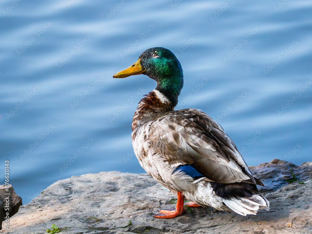 Beautiful male Mallard duck standing on the stone by the water Beautiful male Mallard duck standing on the stone by the water