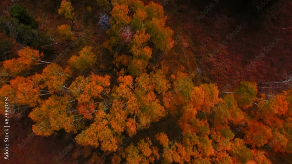 Aerial: Drone Top Forward Growth Of Trees On Landscape In Autumn Season - Denver, Colorado Aerial: Drone Top Forward Growth Of Trees On Landscape In Autumn Season - Denver, Colorado