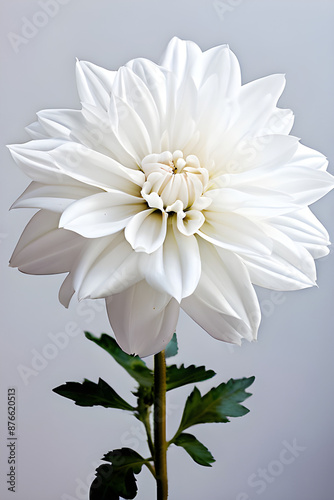 white dahlia flower