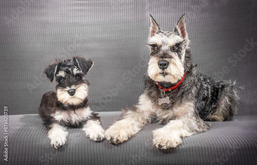 Miniature schnauzer dog and puppy lying