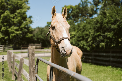 Palomino horse outside of barn in the sunshine photo