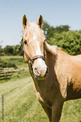 Palomino horse outside of barn in the sunshine