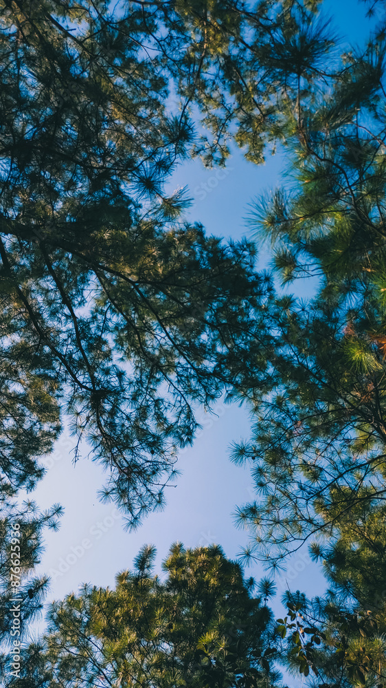 Sky landscape with green pine leaves in spring season
