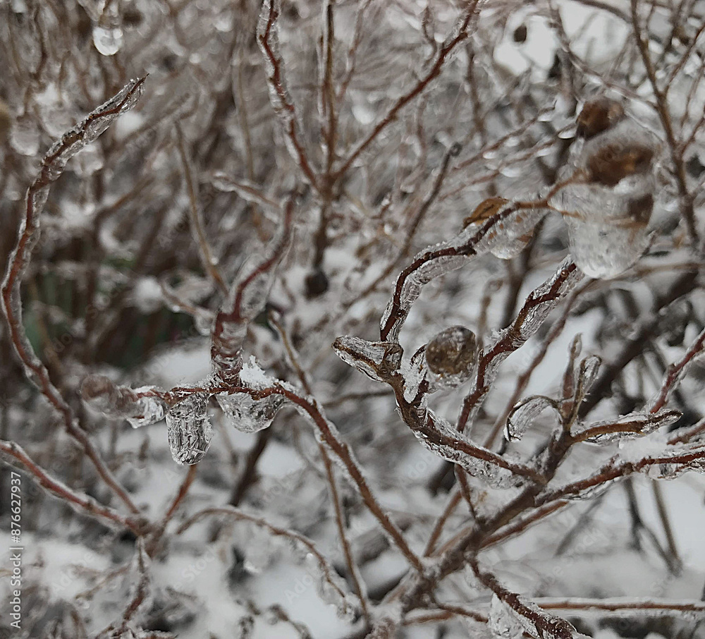 Winter's Embrace: Close-Up of Ice-Covered Branches in Serene Natural Setting Winter's Embrace: Close-Up of Ice-Covered Branches in Serene Natural Setting