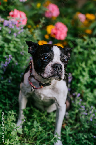 Bosten Terrier dog with flowers