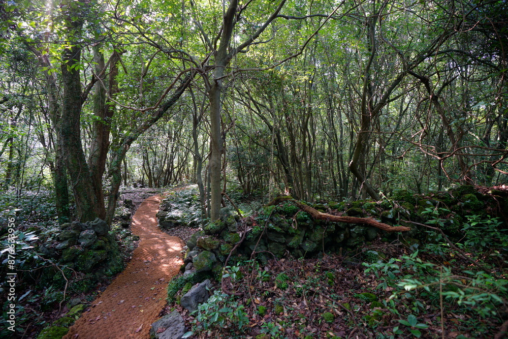 dense primeval forest with pathway dense primeval forest with pathway