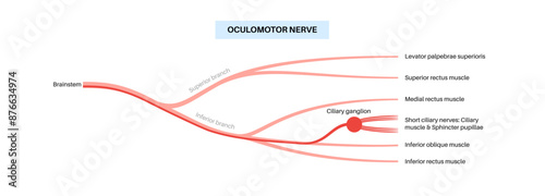Oculomotor nerve anatomy