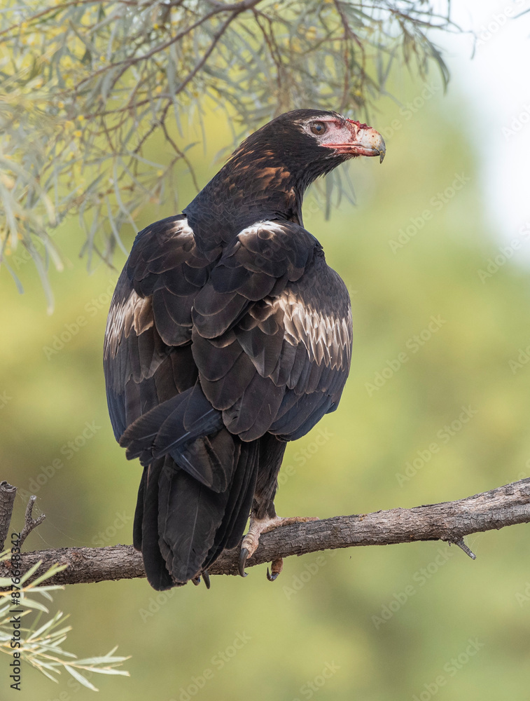 wedge tailed eagle in outback Australia. wedge tailed eagle in outback Australia.