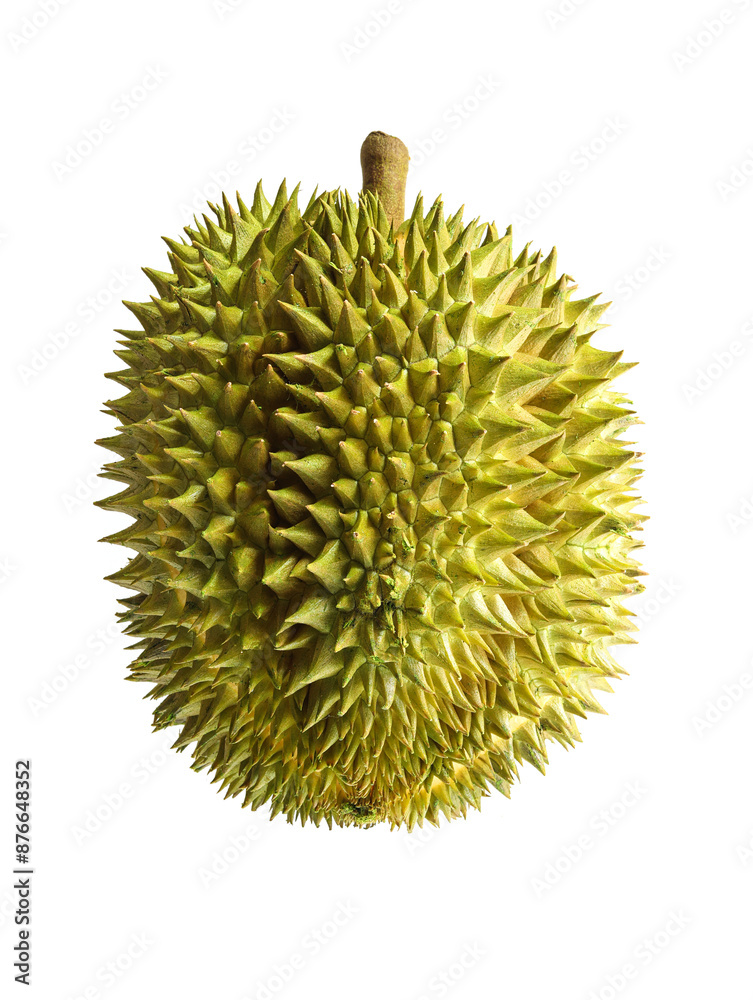 A white background picture of a summer fruit durian A white background picture of a summer fruit durian