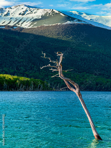 Dry tree in the middle of Lake Escondido. Tolhuin, Patagonia Argentina photo