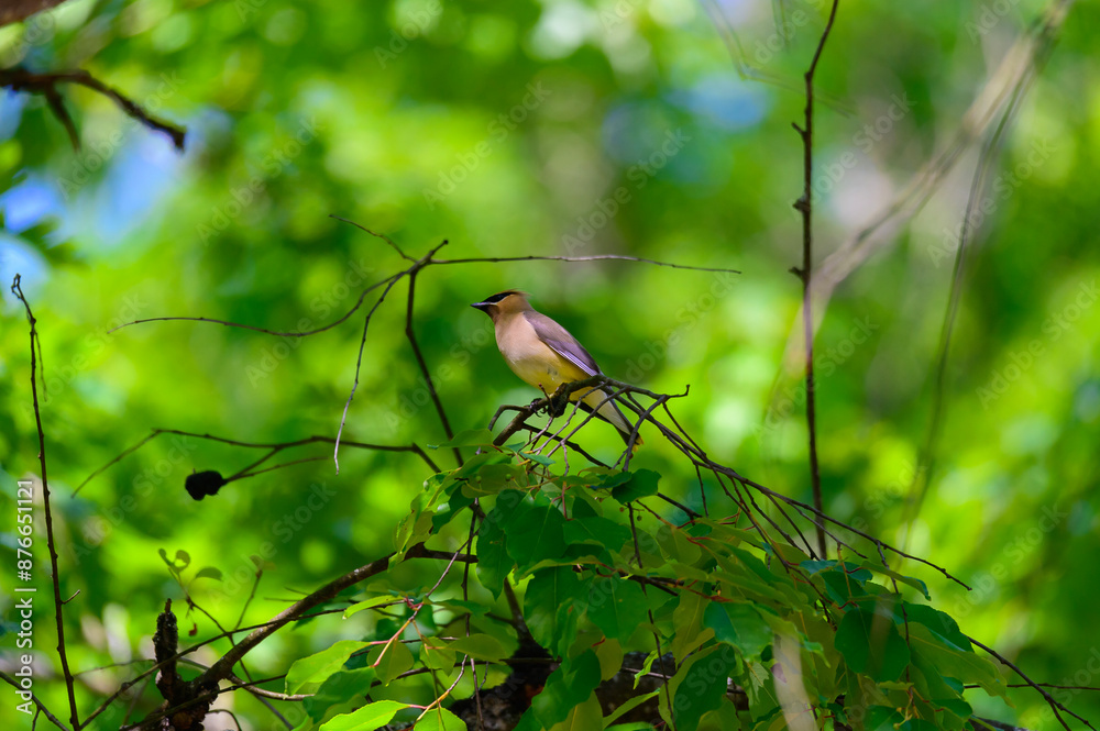 A Cedar Waxwing at Clear Lake State Park near Atlanta Michigan A Cedar Waxwing at Clear Lake State Park near Atlanta Michigan