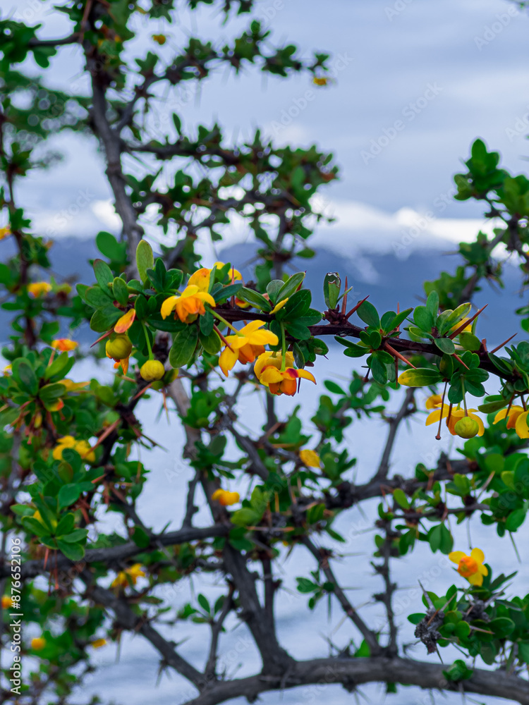 Calafate flower are blooming beautifully on Lake Fagnano. Tolhuin, Argentine Patagonia Calafate flower are blooming beautifully on Lake Fagnano. Tolhuin, Argentine Patagonia