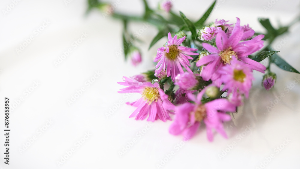 Fototapeta premium A bunch of pink flowers are on a white plate