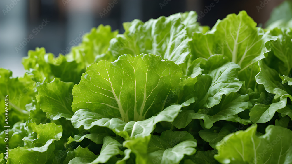 lettuce lettuce