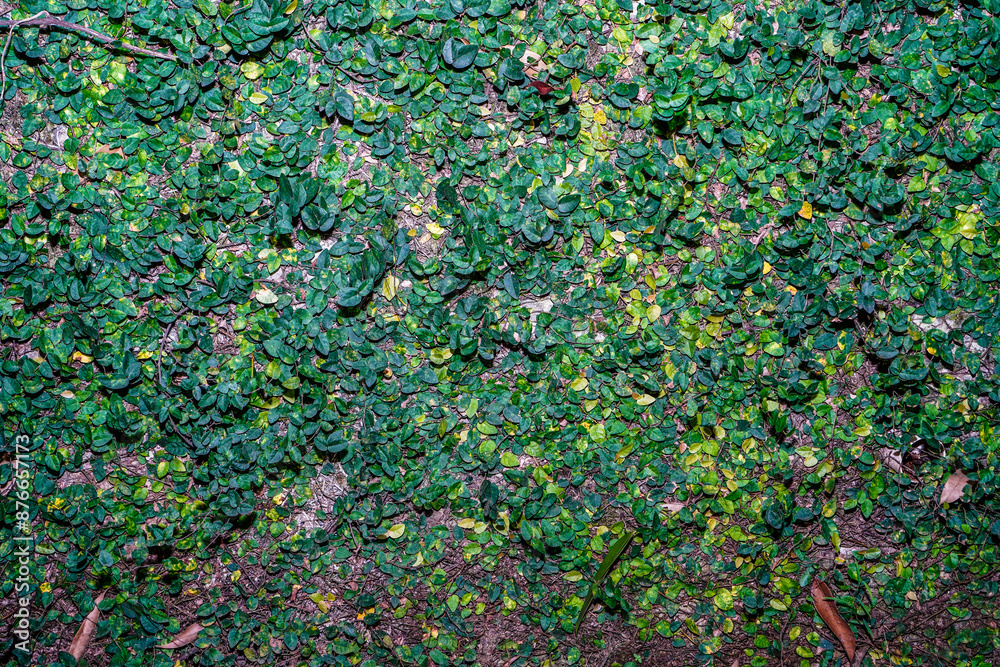 full frame wall view of green leaves creeping on the wall. Environmental freshness wallpaper concept. full frame wall view of green leaves creeping on the wall. Environmental freshness wallpaper concept.