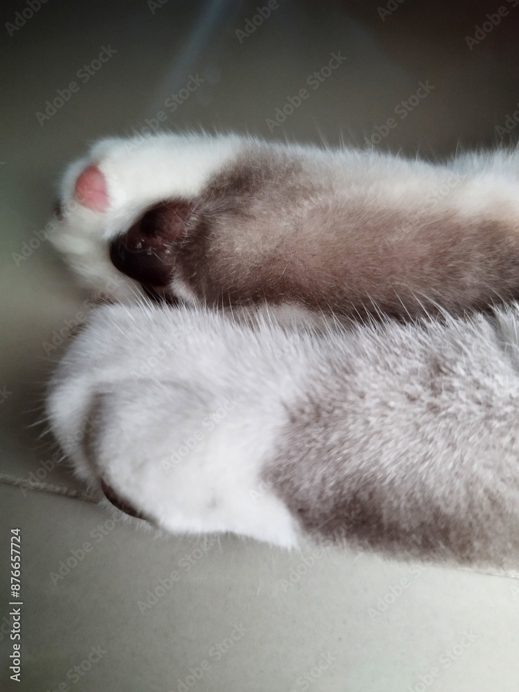 Obraz premium Feet cat 