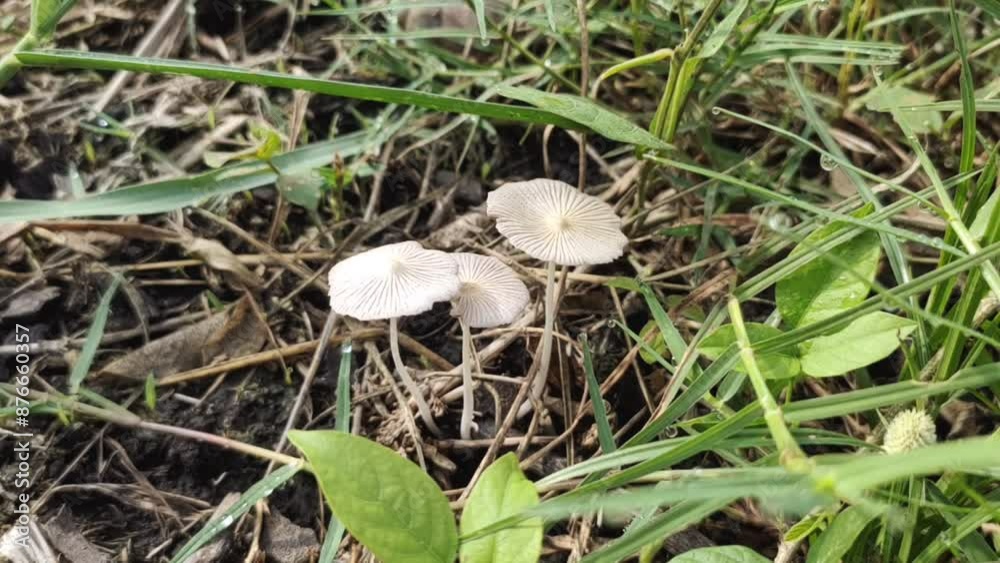 Candolleomyces candolleanus, formerly Psathyrella candolleana, is a white mushroom that grows in organic matter-rich soils and grasslands. Candolleomyces candolleanus, formerly Psathyrella candolleana, is a white mushroom that grows in organic matter-rich soils and grasslands.