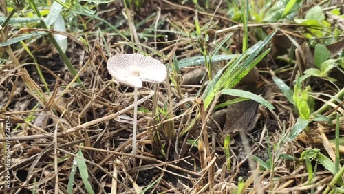 Candolleomyces candolleanus, formerly Psathyrella candolleana, is a white mushroom that grows in organic matter-rich soils and grasslands. photo