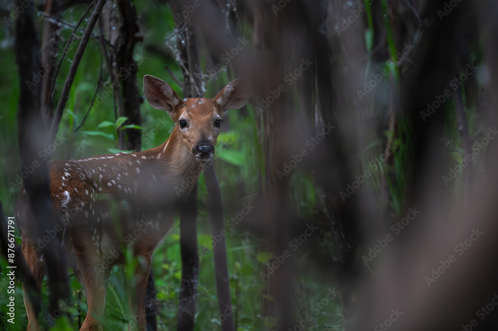 Bambi - Young Fawn - Deer Bambi - Young Fawn - Deer